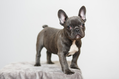 Request Quote: Nina Parker Pet Photography  - Smyrna, GA