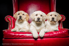 Request Quote: Matthew J. Wagner Fine Pet Photography - Saegertown, PA