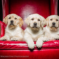 Matthew J. Wagner Fine Pet Photography - Saegertown, PA