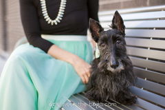 Request Quote: Tara Lynn & Co. Photo - Pet Photographer - Raleigh, NC