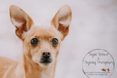Request Quote: Taylor Schauf & Taylwag Pet Photography - Silver Spring, MD