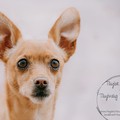 Taylor Schauf & Taylwag Pet Photography - Silver Spring, MD