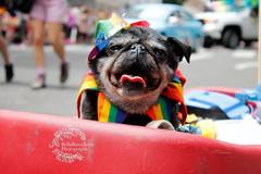 Request Quote:  Bella Barcellona Pet Photography - Beaverton, OR