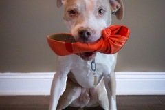 Request Quote: Serke Studio Pet Photography - Lawrence, KS