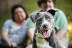 Request Quote: Catch a Spark Pet Photography - Lewisville, NC