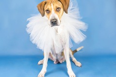 Request Quote: Stacy White Pet Photography - Lakewood Ranch, FL