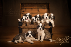 Request Quote: Professional Pet Photography by Cherished Images - Boise, ID