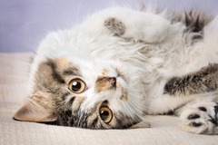 Request Quote: Pawprints Pix Pet Photography - Maryville, TN