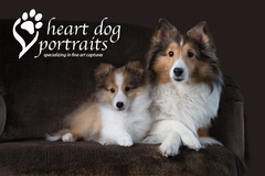 Request Quote: Heart Dog Portrait Photography - The Woodlands, TX