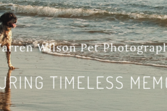 Request Quote: Warren Wilson Pet Photography - Lanham, MD