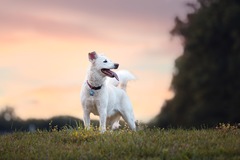 Request Quote: Good Morrow Pet Photography, LLC.  - Arvada, CO