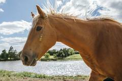 Request Quote: Full Care Horse Boarding - Garland, TX