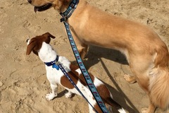 Request Quote: Right On Training - Professional Dog Trainers - Virginia Beach, VA