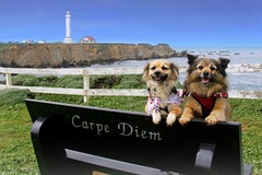 Request Quote: PawPawrazzi Pet Photography - Manchester, CA