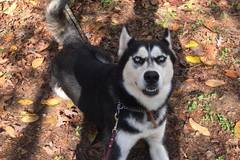 Request Quote: Voraussehen Kennels Boarding and Training - Conroe, TX