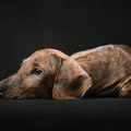Artful Paws Pet Photography - Fairfax, VA