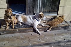 Request Quote: In Awesome Wonder - Animal Reiki Care - Nationwide