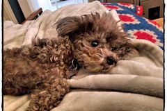 Request Quote: Heidi's In-home Pet Sitting - Phoenix, AZ