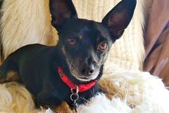 Request Quote: Heidi's In-home Pet Sitting - Phoenix, AZ