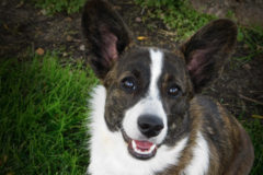 Request Quote: Schear Pet Photography - Washington, UT