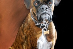 Request Quote: Karen Barton - Pet Portrait Artist - Nationwide