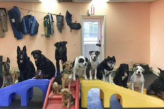 Request Quote: K9s Private Training and Doggy Daycare Services - Plaistow, NH