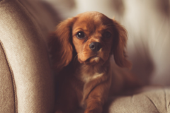 Request Quote: Dogs On The Run - Premium Pet Care - In Home Pet Sitting - Carlsbad, CA