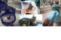 Request Quote: The Right Fluff Pet Sitting - Rockville, MD
