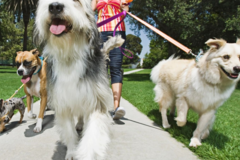 Request Quote: JAC Pet Sitting - Dog Walking - Pet Care Services - Plymouth, MA