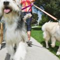 JAC Pet Sitting - Dog Walking - Pet Care Services - Plymouth, MA
