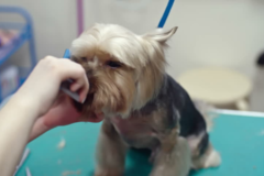 Request Quote: Dogs need time to play too - Pet Boarding - New Bern, NC