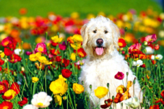 Request Quote: For the Love of Dogs - Mobile Cat and Dog Groomer  - Atlantic Highlands, NJ