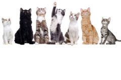 Request Quote: Tracy’s Kitty Care - In Home Pet and Cat Sitting - East Amherst, NY