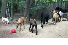 Request Quote: Peaceable Pets Animal Care - In Home Dog Sitting and Walking - Ann Arbor, MI