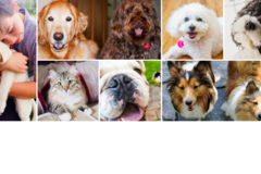 Request Quote: Pets Are Inn - Pet Boarding and Pet Daycare - Minneapolis, MN