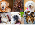 Pets Are Inn - Pet Boarding and Pet Daycare - Minneapolis, MN