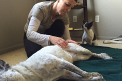 Request Quote: Celestial Bodies Animal Wellness, LLC - Fort Collins, CO