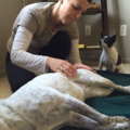 Celestial Bodies Animal Wellness, LLC - Animal Massage - Fort Collins, CO