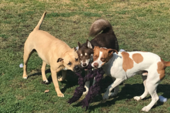 Request Quote: PawStars Pet Care - Daycare, Boarding, more! - Jacksonville, FL