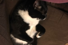 Request Quote: On All Fours Cat Sitting - Succasunna, NJ