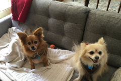 Request Quote: Michelle Lukban - Pro Dog Walker - San Francisco, CA