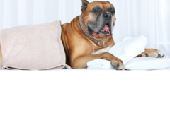 Request Quote: Fred4Paws, Canine Massage - Franktown, CO