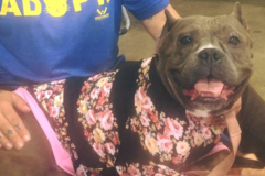 Request Quote: North Shore Canine Massage - Shorewood, WI