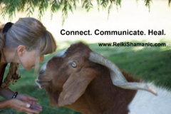 Request Quote: Rose De Dan, Animal Reiki Shamanic - Nationwide