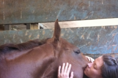 Request Quote: Integrated Equine Bodywork and Massage - Santa Rosa, CA