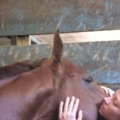 Integrated Equine Bodywork and Massage - Santa Rosa, CA