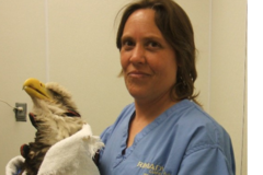 Request Quote: Christine Hinze, DVM - Reiki and Chiropractic Pet Care - Galveston, TX