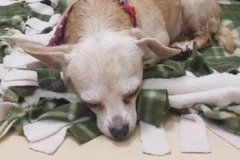 Request Quote: Sarah Wheeler SAMT - Animal Laser and Massage Therapy - Coupeville, WA