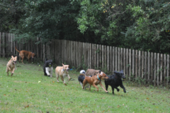 Request Quote: Barker's Cove Dog Kennels and Doggie Day Care - Picayune, MS
