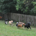 Barker's Cove Dog Kennels and Doggie Day Care - Picayune, MS